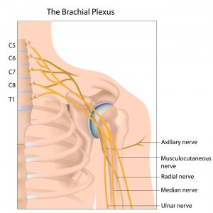 14732845 - brachial plexus nerve network